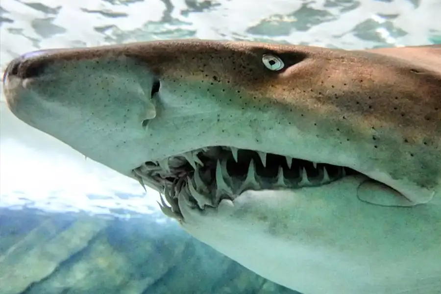 Sea Life Aquarium - Grey Nurse Shark