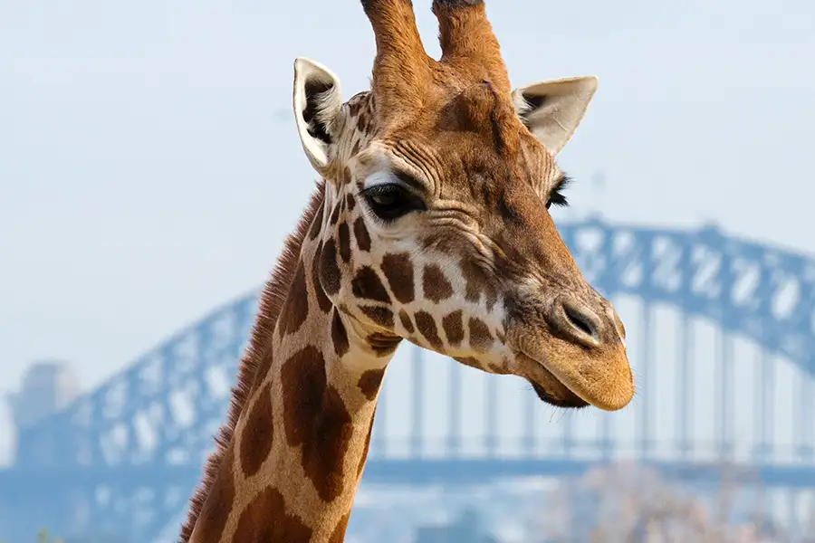 Taronga Zoo Giraffe with harbour bridge in background.